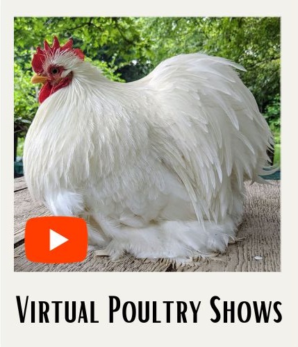 Virtual Poultry Shows Thumb
