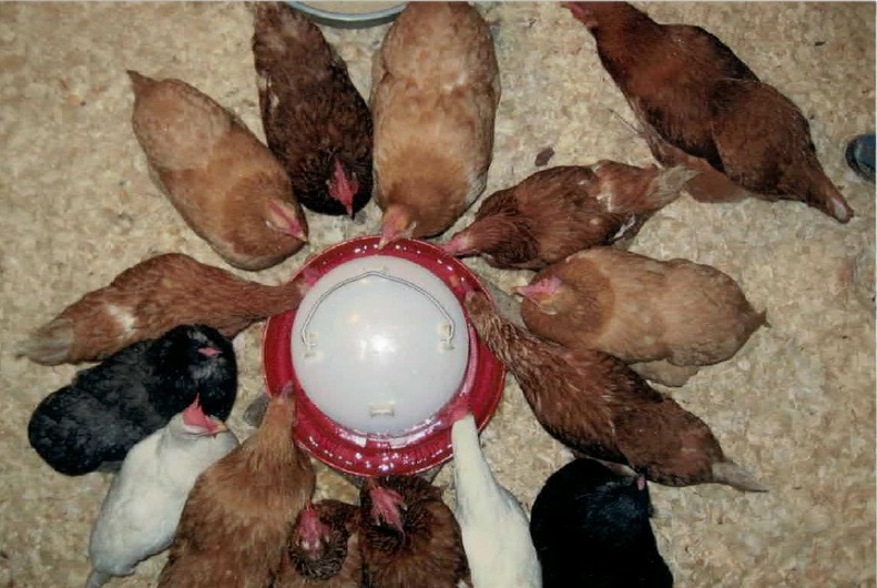 Feeding Chickens