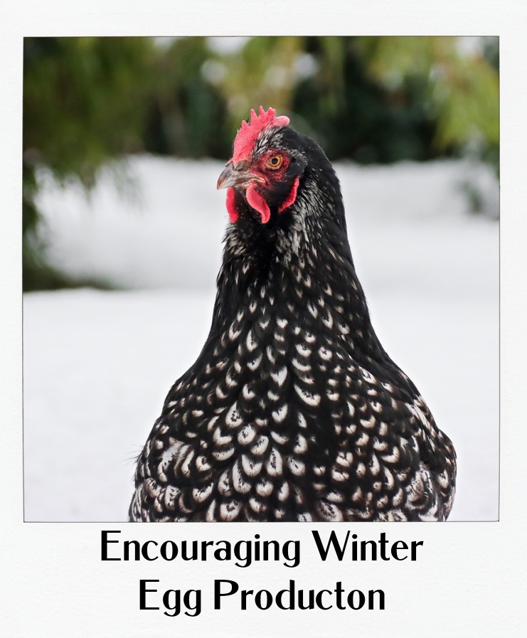 Winter Egg Production Thumb