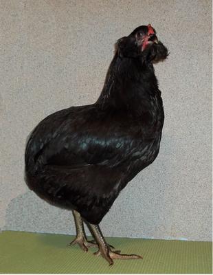 Black Araucana Pullet - Grand Champion Of Show, Shereveport, LA 2013 & Reserve Grand Champion of Show, Pine Bluff, Arkansas 2013.