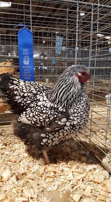 2018 SLW pullet