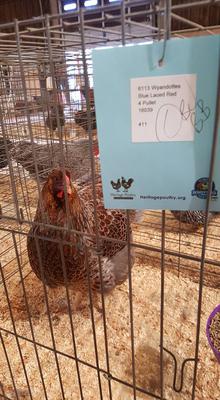 BLRW Pullet - BOB 2016 State Fair