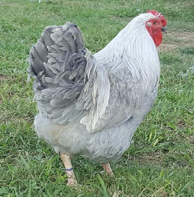 2018 Lavender Cockerel