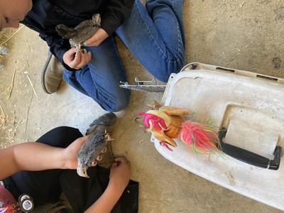 Chicks won in the raffle 