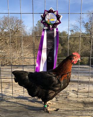 Bantam Black Copper Marans BB/BV