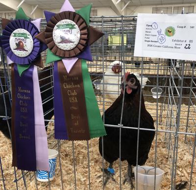 Bantam Black Copper Marans BB/BV