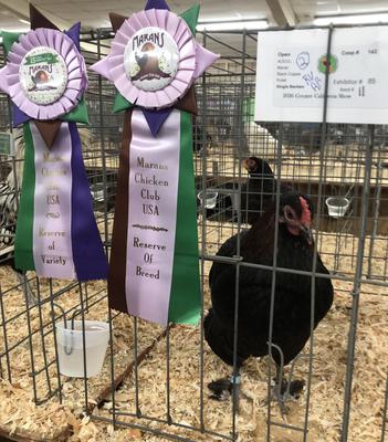 Bantam Black copper Marans RB/RV 