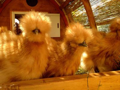 6 Silkie Hatching Eggs Bearded Bantam Assorted Colors Correct Type NPIP 6 Silkie Hatching Eggs Bearded Bantam Assorted Colors Correct Type NPIP