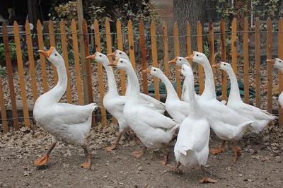 Proud gander out in front. 