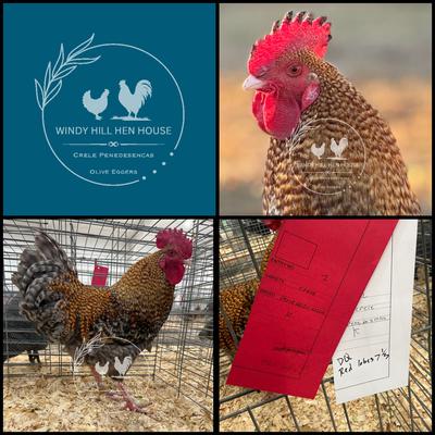 Crele Penedesenca Cockerel 