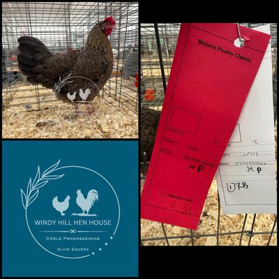 Crele Penedesenca Pullet 