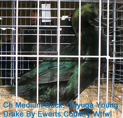 Supreme Grand Champion 