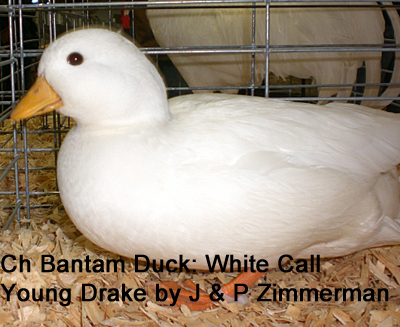 Reserve Supreme Champion