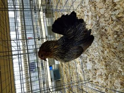 Best of breed D'anver