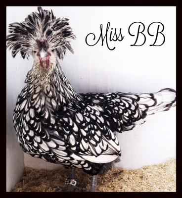 Miss BB took BV and BB