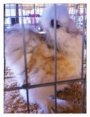 My Self Blue Cream Silkie