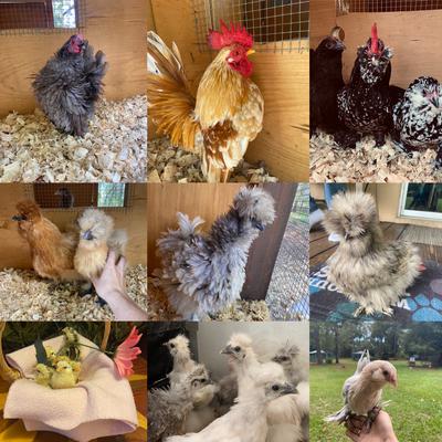 Bantam Breeds