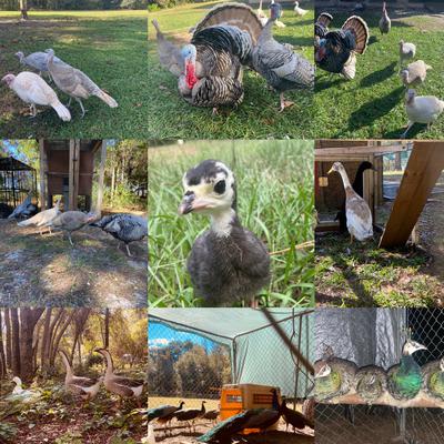 Turkeys, Peacocks, Geese & Ducks
