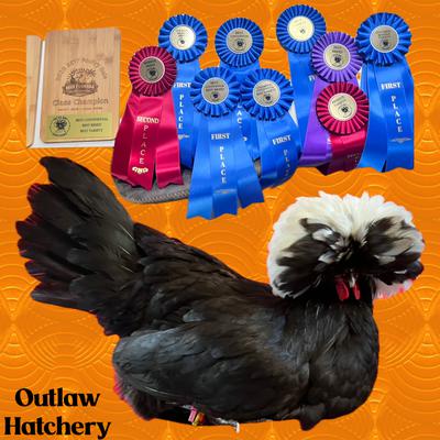 Outlaw Hatchery's White Crested Black Polish pullet
