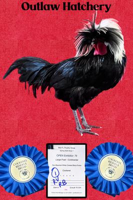 Outlaw Hatchery's White Crested Black Polish cockerel