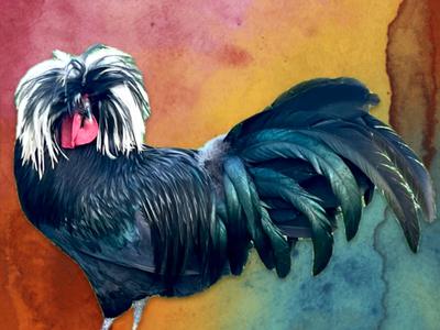 Outlaw Hatchery's White Crested Black Polish cockerel