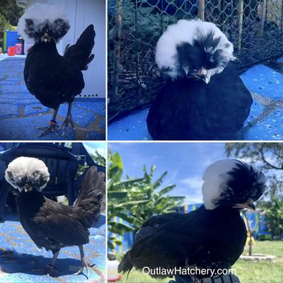Outlaw Hatchery's White Crested Black Polish pullets - Babies! So cute.
