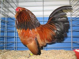 Champion of the Show - D'anver Cock