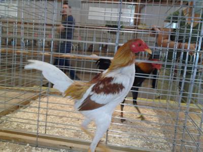 Champion of Show - Red Pyle Modern Game