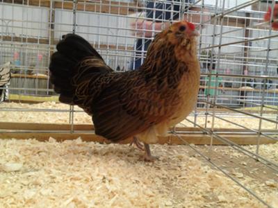 Quail Belgian Bearded D'Anver - Champion RCCL