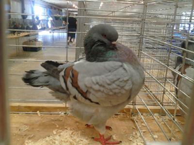 One of the champion pigeons 