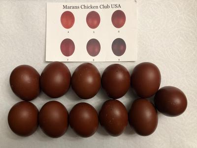 *NPIP French Black Copper Marans Chicken Hatching Eggs Greenfire Stock DARK! 8 