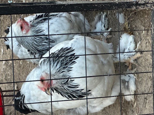 Brahma by Brahma’s & Beauty Homestead/Nina Sandifer