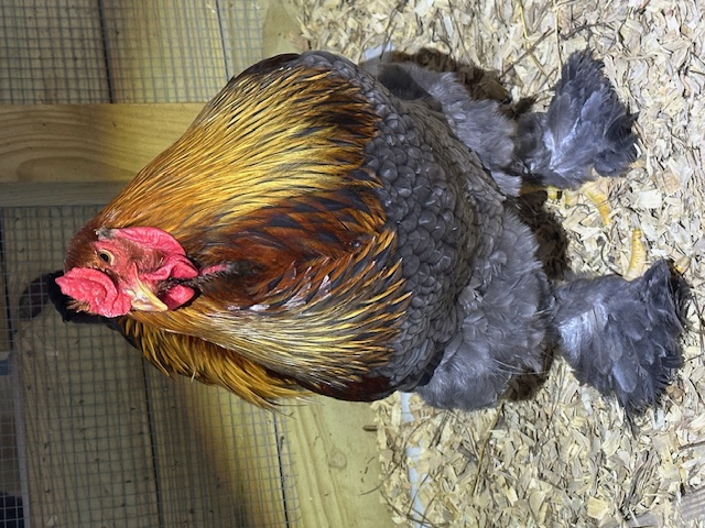 Brahma by Brahma’s & Beauty Homestead/Nina Sandifer