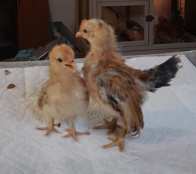 Some of our phetolmy babies