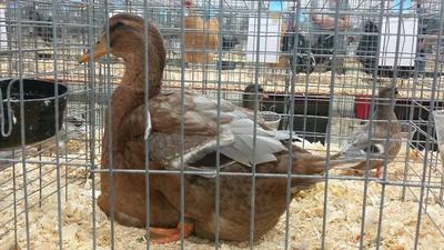 Blue Fawn Rouen female