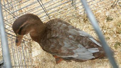 Blue Fawn Rouen female color