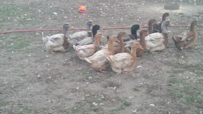 Pastel Rouen flock