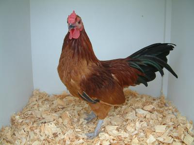 2016 RC Cockerel