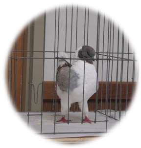 Champion of Show (Modena), exhibited by Wendell Conger.