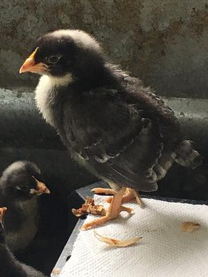 One of our breeding roosters