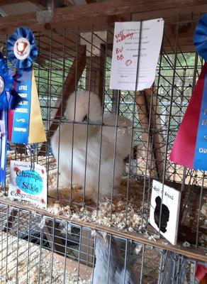 Champion Feather Leg NB White Silkie by Kate Morreale Pullet