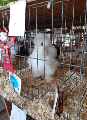 Reserve Champion Feather Leg B.White Silkie Pullet by Kate Morreale                        Silkie Pullet
