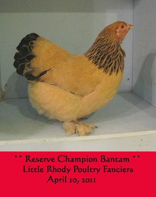 Buff Brahma Bantam – Flockjourney
