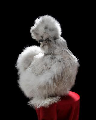 Champion Silkie from Godlen Egg Farm