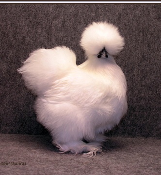 6 Silkie Hatching Eggs Bearded Bantam Assorted Colors Correct Type NPIP 6 Silkie Hatching Eggs Bearded Bantam Assorted Colors Correct Type NPIP