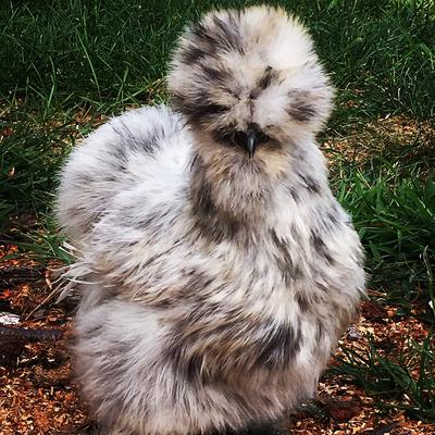 12 Silkie/Frizzle Satin/Showgirl Hatch Eggs NPIP USPS Priority Special Handling 