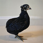 Black Araucana Chick