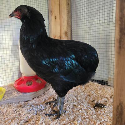 Black Araucana Pullet