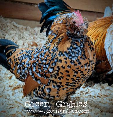 5 Fresh Chicken Hatching Eggs Barnyard RARE mix possible BELGIUN D’ UCCLE 