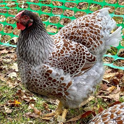 NC Silver Laced, Silver Penciled and Laced Red Wyandottes
